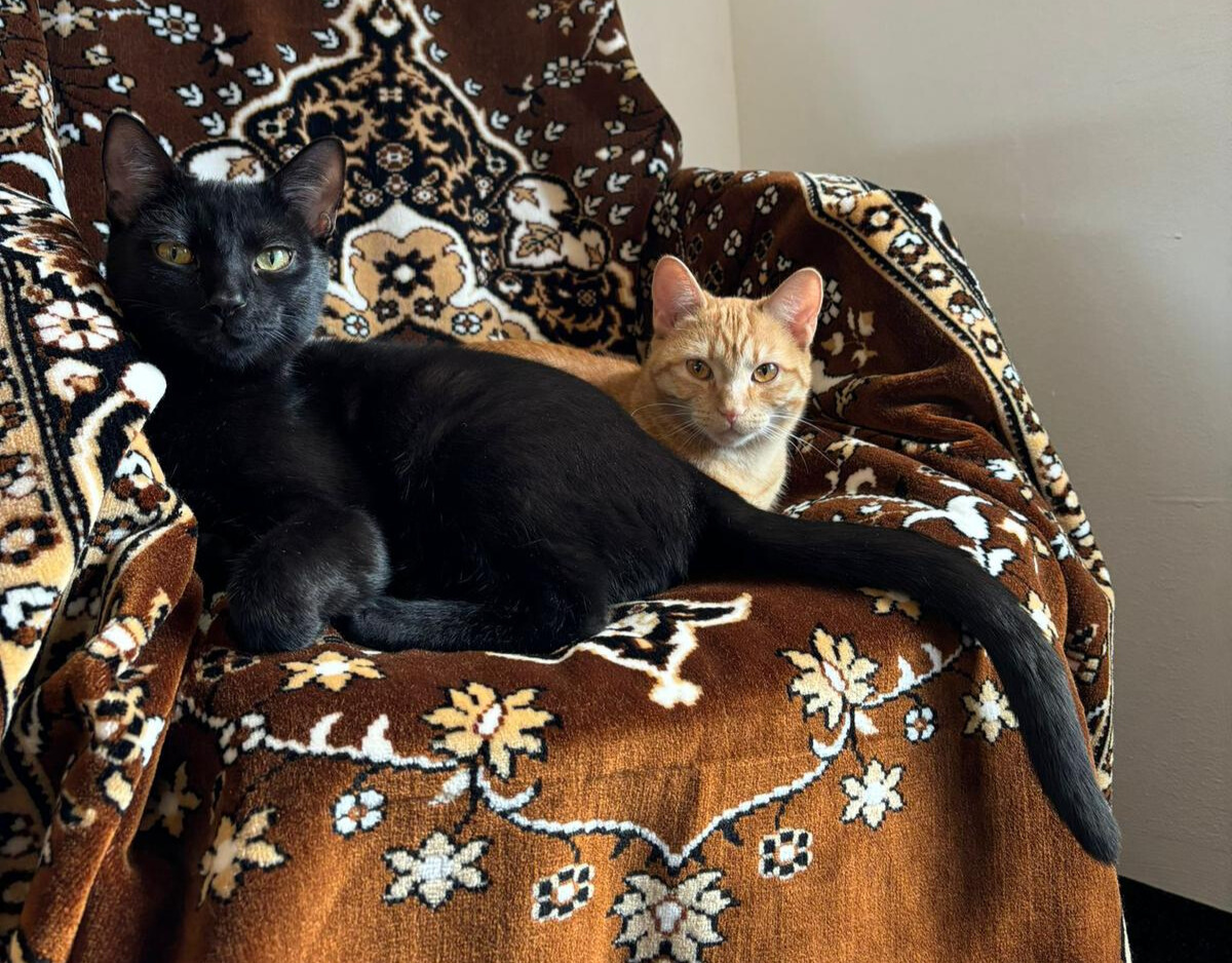 Welcome to Cat’s Coffee – Amazing Coffee Meets Purrfection in 2025!